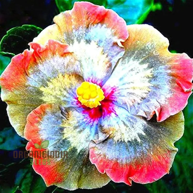 Nema Giant Hibiscus Flower Seeds for Planting and Gardening Delights