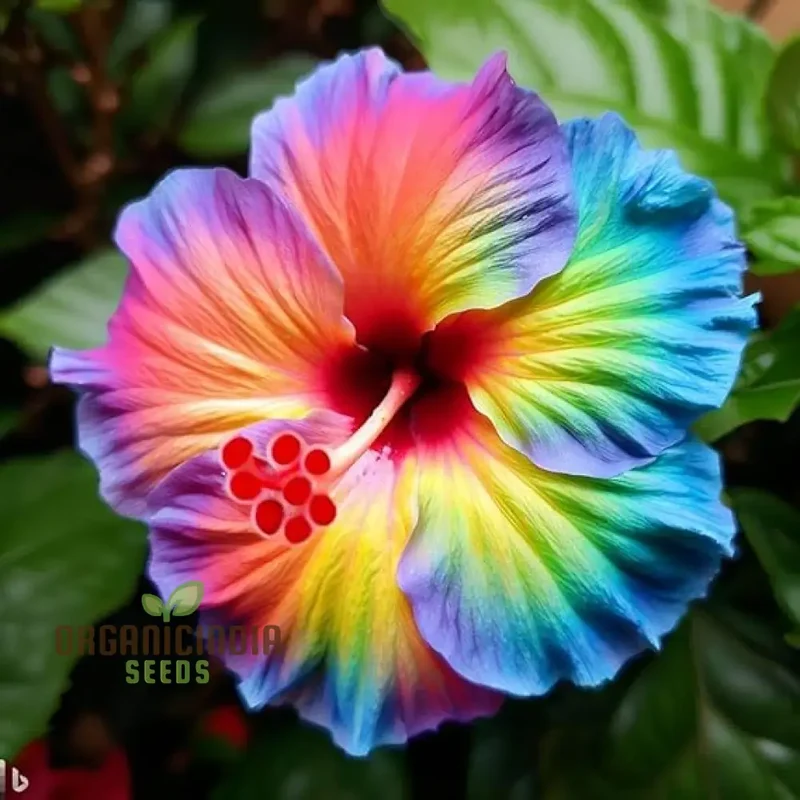 Nema Giant Hibiscus Flower Seeds for Planting and Gardening Delights