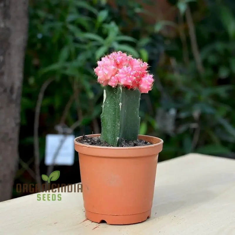 Moon Cactus Succulent Seeds for Planting, Premium Seeds for Unique Cacti Gardens