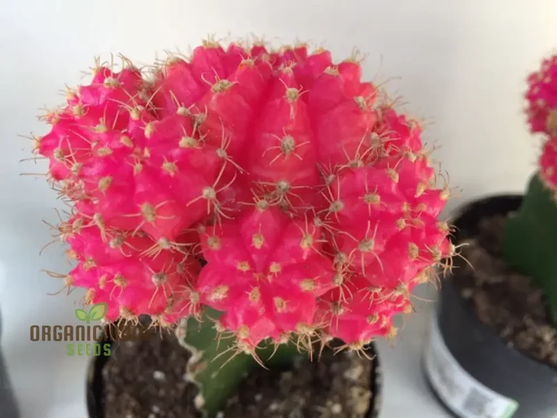 Moon Cactus Succulent Seeds for Planting, Premium Seeds for Unique Cacti Gardens