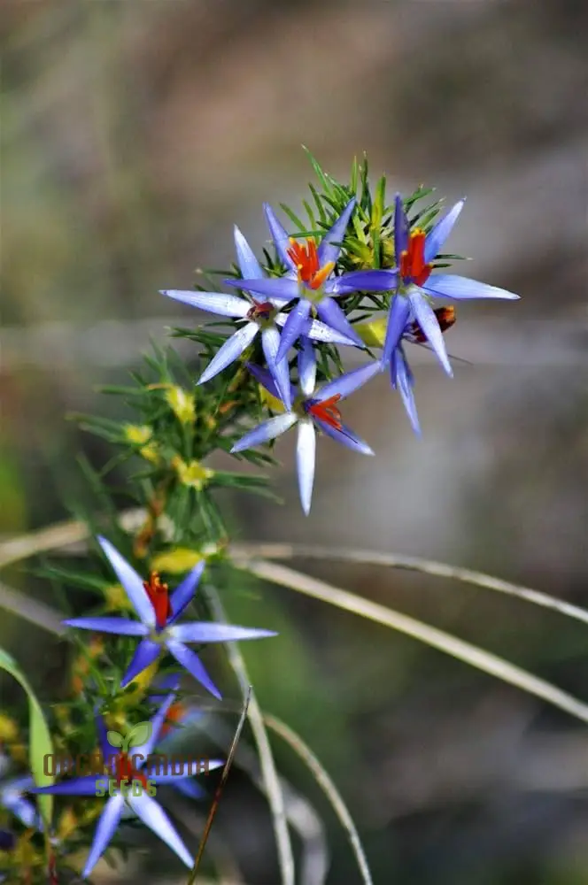 Blue Tinsel Lily Seeds - 20+ Seeds | Grow Year-Round | Premium Quality Seeds for Gardening Enthusiasts