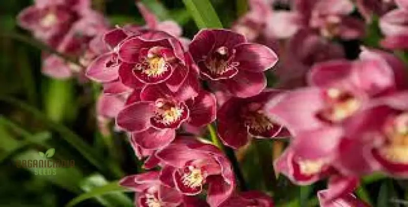 Red Chinese Cymbidium Orchid Flower Seeds for Gardening Enthusiasts - Rare Seeds for Exquisite Garden Blooms