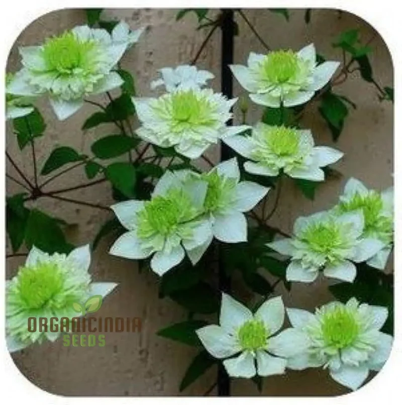 Clematis Flowers Mix Seeds - Gardening Plant Seeds