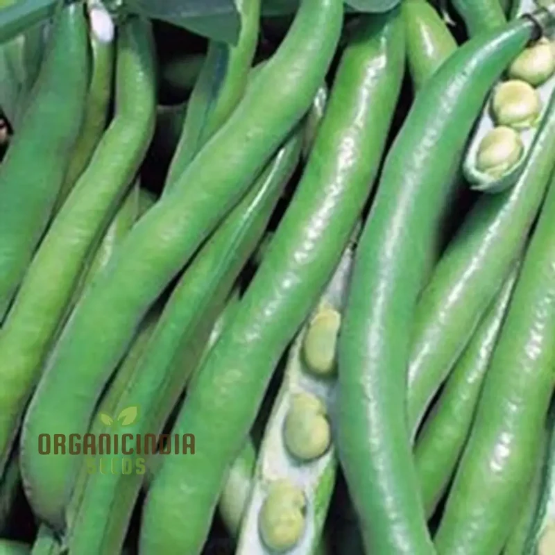 Bean Seeds - Broad 'Bunyard's Exhibition' for Gardening Enthusiasts | Premium Quality Organic Seeds for Planting