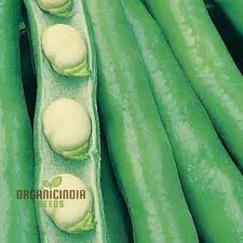 Bean Seeds - Broad 'Bunyard's Exhibition' for Gardening Enthusiasts | Premium Quality Organic Seeds for Planting
