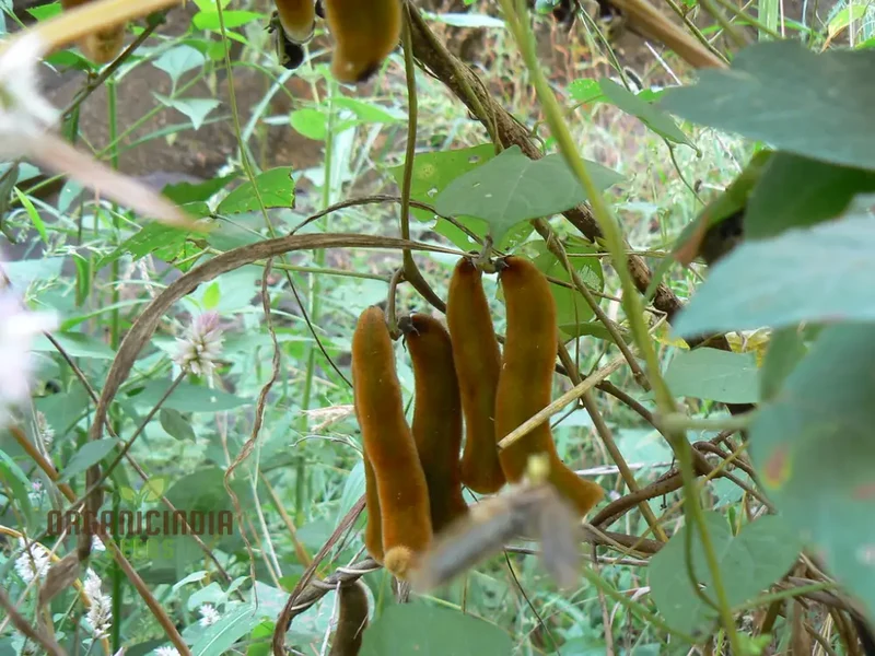 Kaunch/Kavach Seeds for Planting - Premium Quality Seeds for Optimal Growth and Abundant Harvest