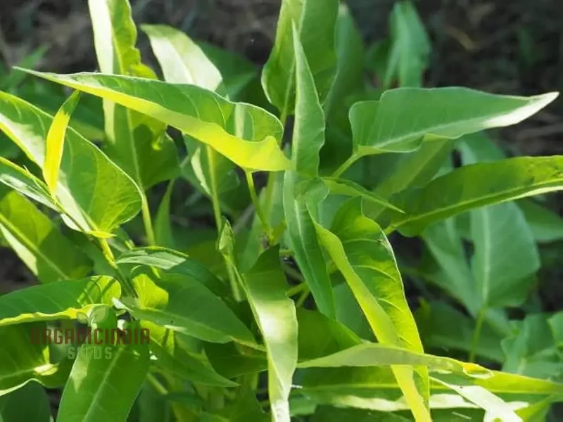 Kalmi Shak Seeds for Planting, High-Quality Planting Seeds for Your Garden