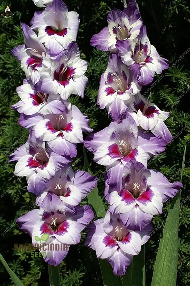 Gladiolus Vera Lynn Flower Seeds For Planting, Elegant Pink Gladiolus for a Beautiful and Vibrant Garden Display