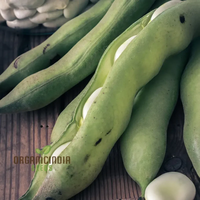Organic Broad Bean Seeds - Aquadulce Claudia for Gardening Enthusiasts | Premium Quality Heirloom Seeds