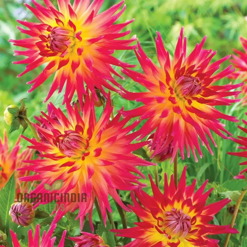 Dahlia Seeds (Electric Flash Dahlia Flower Seeds) - Vibrant Colorful Blooms for Summer Gardens