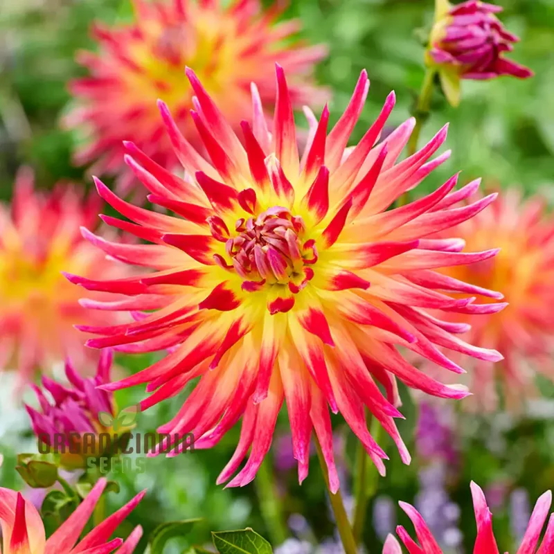 Dahlia Seeds (Electric Flash Dahlia Flower Seeds) - Vibrant Colorful Blooms for Summer Gardens