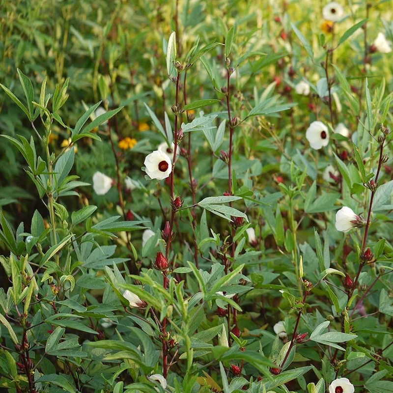Gongura Leaves (Sorrel leaves) Seeds for Planting - High-Quality Seeds for Your Garden