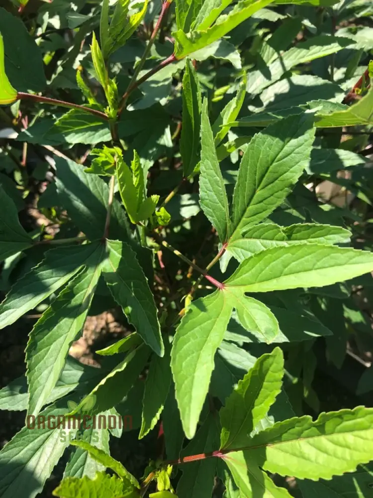 Gongura Leaves (Sorrel leaves) Seeds for Planting - High-Quality Seeds for Your Garden