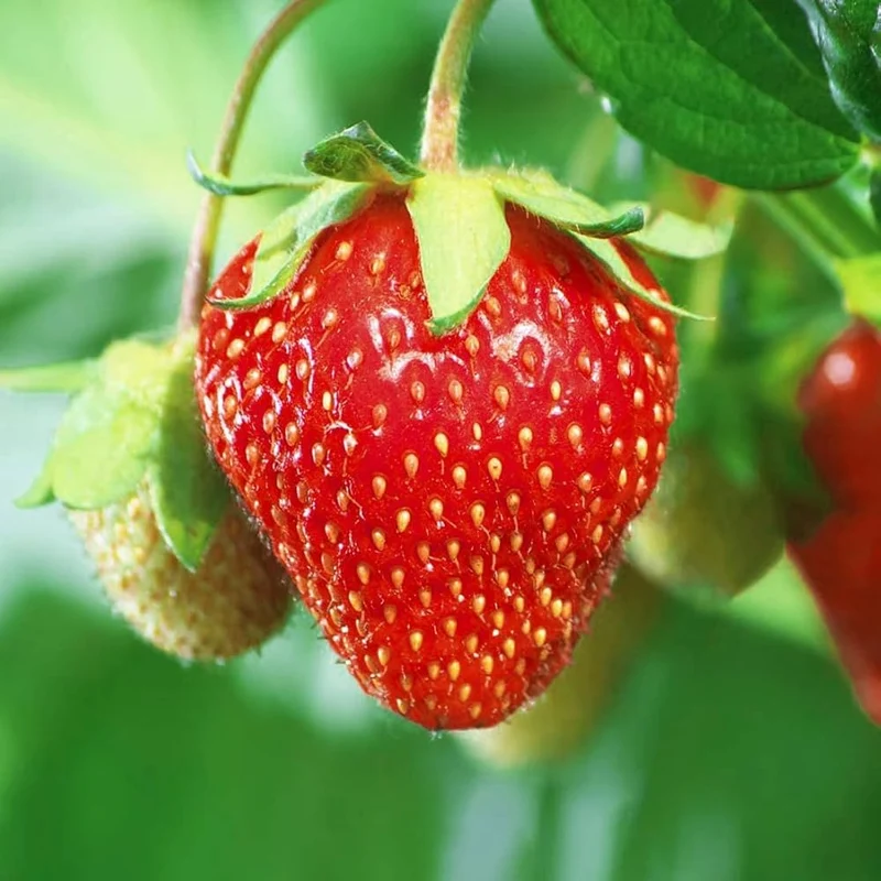 Musk Strawberry Seeds - Heirloom Garden Berries for Sweet Summer Harvests