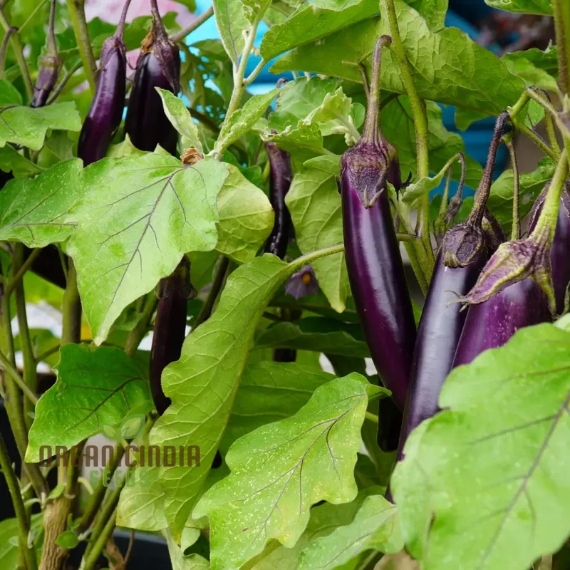 Aubergine 'Farmers Long' F1 Hybrid Seeds for Gardening Enthusiasts | High-Yield Organic Eggplant Seeds