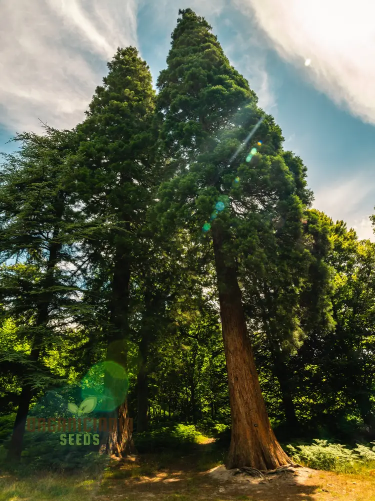 Giant Sequoia Tree Seeds â€“ 3 Seeds