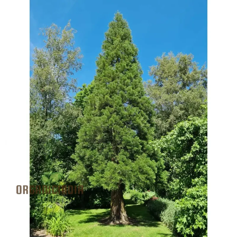 Giant Sequoia Tree Seeds â€“ 3 Seeds