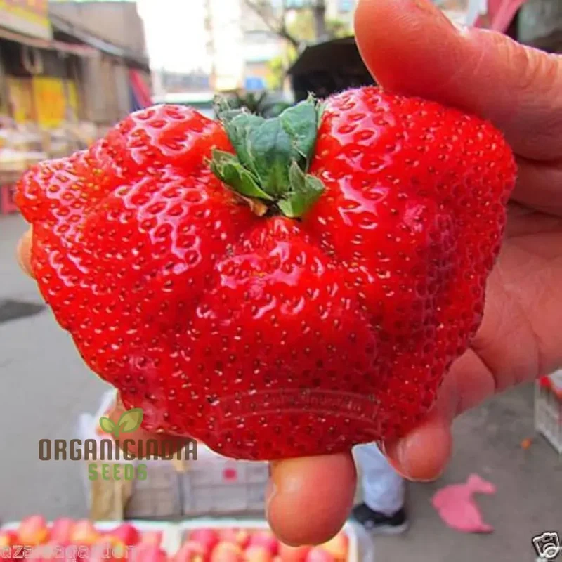Giant Strawberry Seeds for Planting,Super Red Fragola