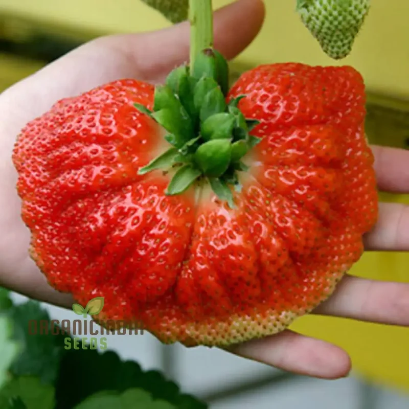 Giant Strawberry Seeds for Planting,Super Red Fragola