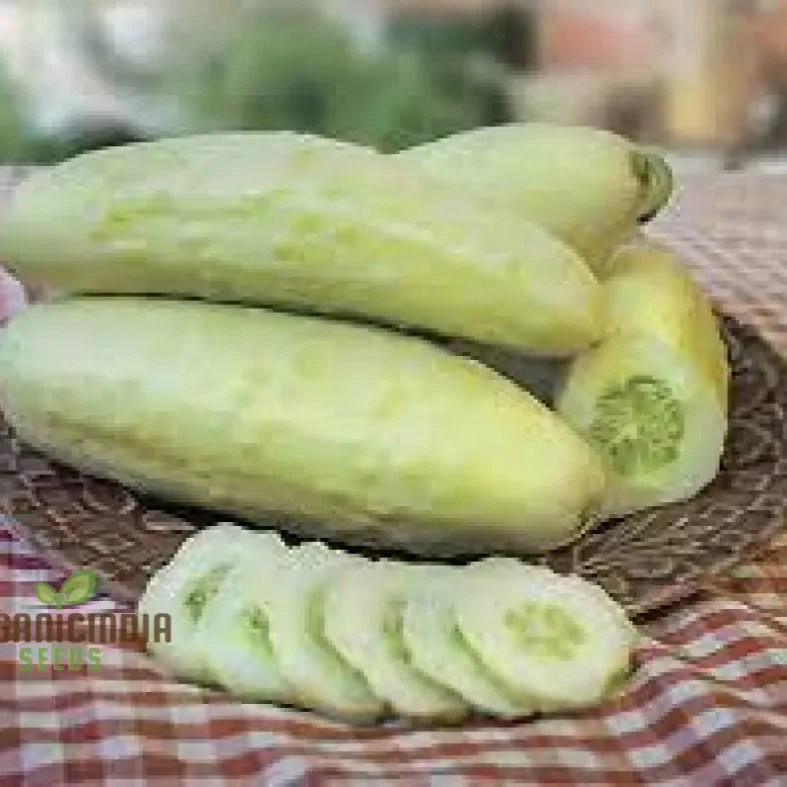 Cucumber Bush Seeds for Patio Vegetable Planting (100 pcs)