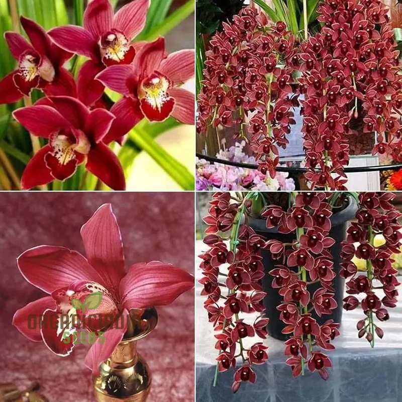 Cypripedium Bonsai & Garden Seeds (100 pcs)