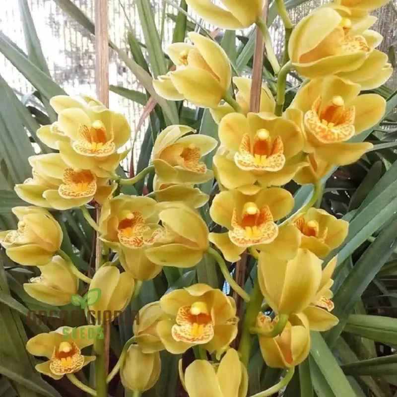Cypripedium Bonsai & Garden Seeds (100 pcs)