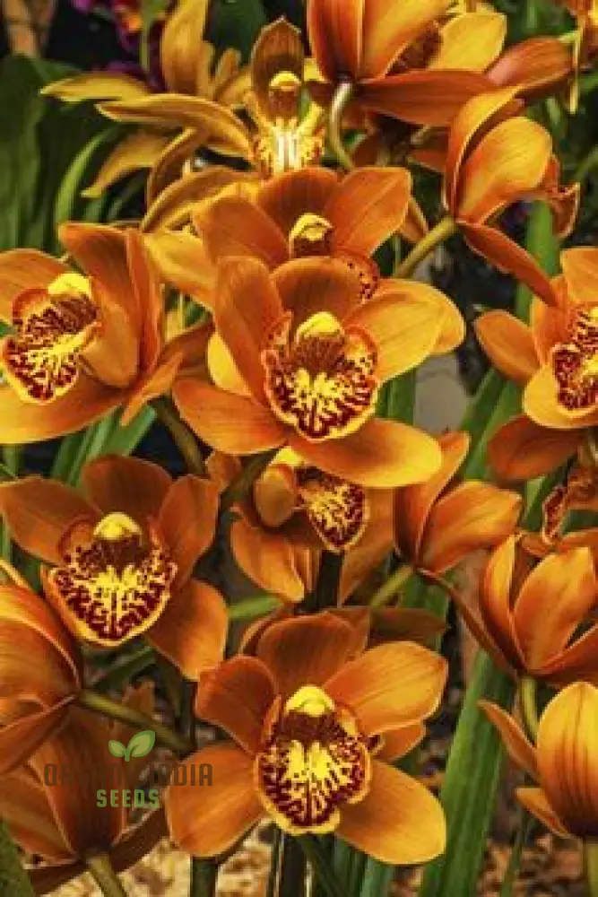 Cypripedium Bonsai & Garden Seeds (100 pcs)