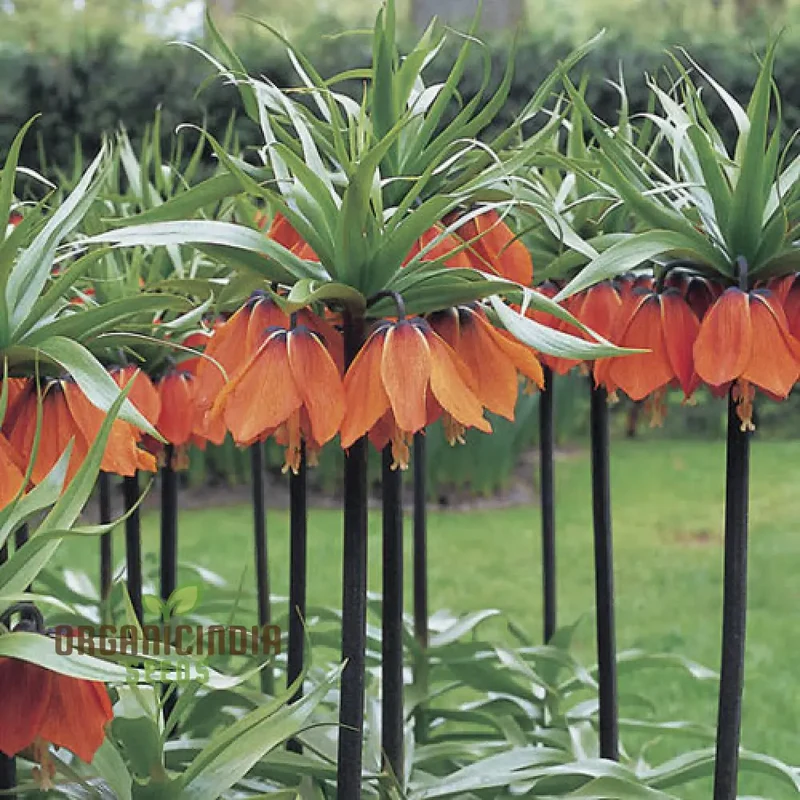 Fritillaria Imperialis Rubra Flower Seeds For Planting, Majestic Red Crown Imperial Flowers for a Dramatic Garden Display