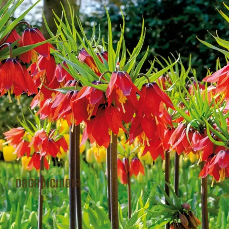 Fritillaria Imperialis Rubra Flower Seeds For Planting, Majestic Red Crown Imperial Flowers for a Dramatic Garden Display