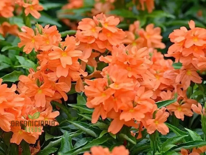 Kanakambara Flower Seed-Hybrid for Planting, Rare Seeds for Exquisite Blooms