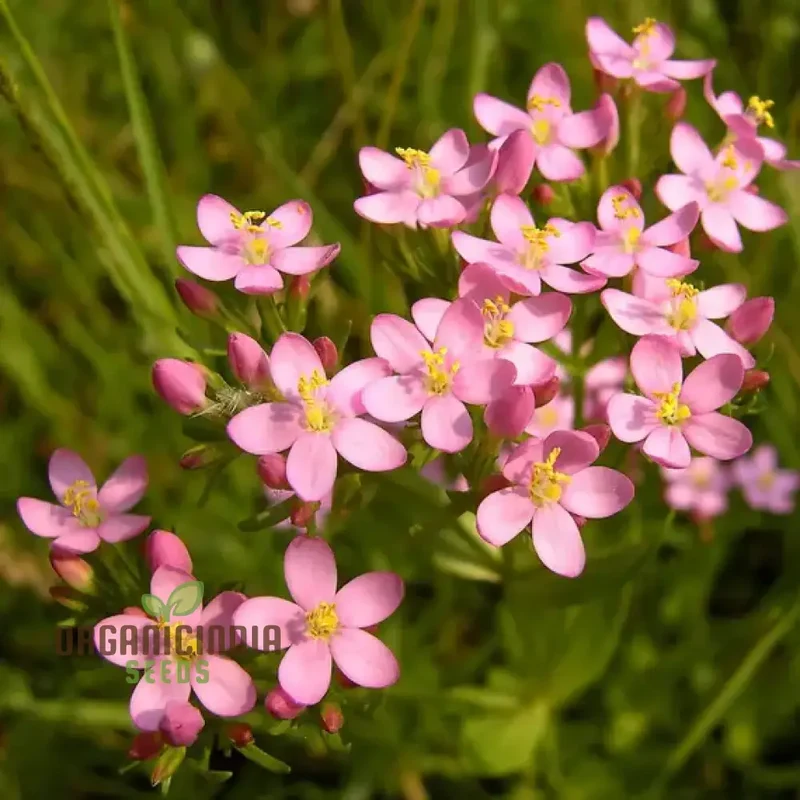 Centaury Seeds for Your Garden | High-Quality Gardening Seeds