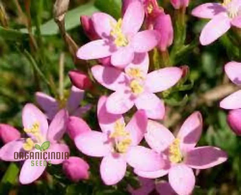 Centaury Seeds for Your Garden | High-Quality Gardening Seeds