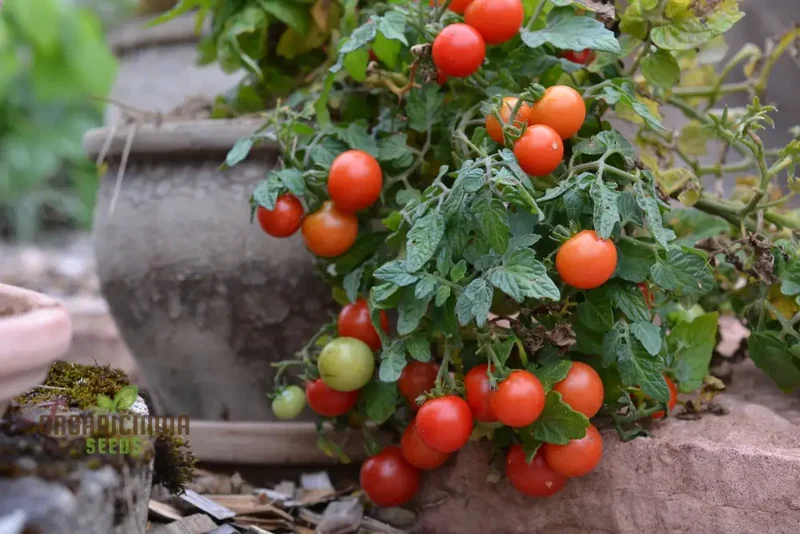 Tomato Micro Tom Vegetable Seeds for Planting, Perfect for Home Gardening, High Yield, Easy to Grow