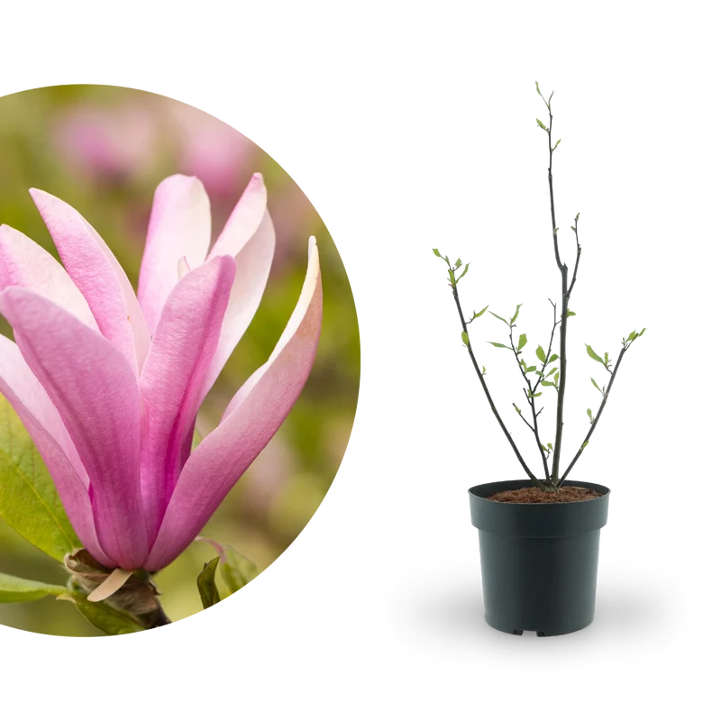 Purpur-Magnolie 'Susan' Purpur