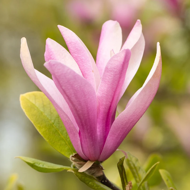 Purpur-Magnolie 'Susan' Purpur