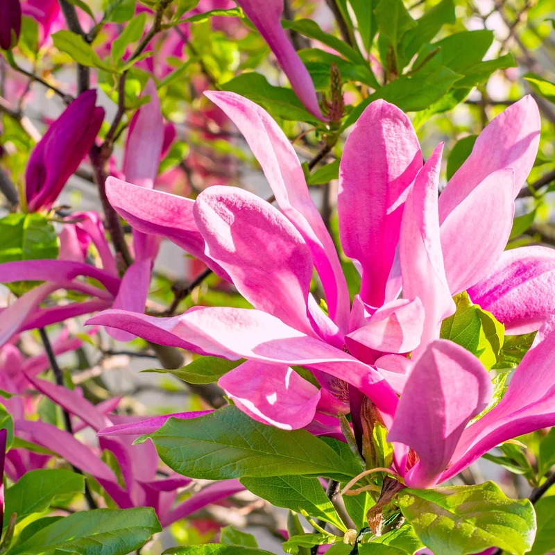 Purpur-Magnolie 'Susan' Purpur