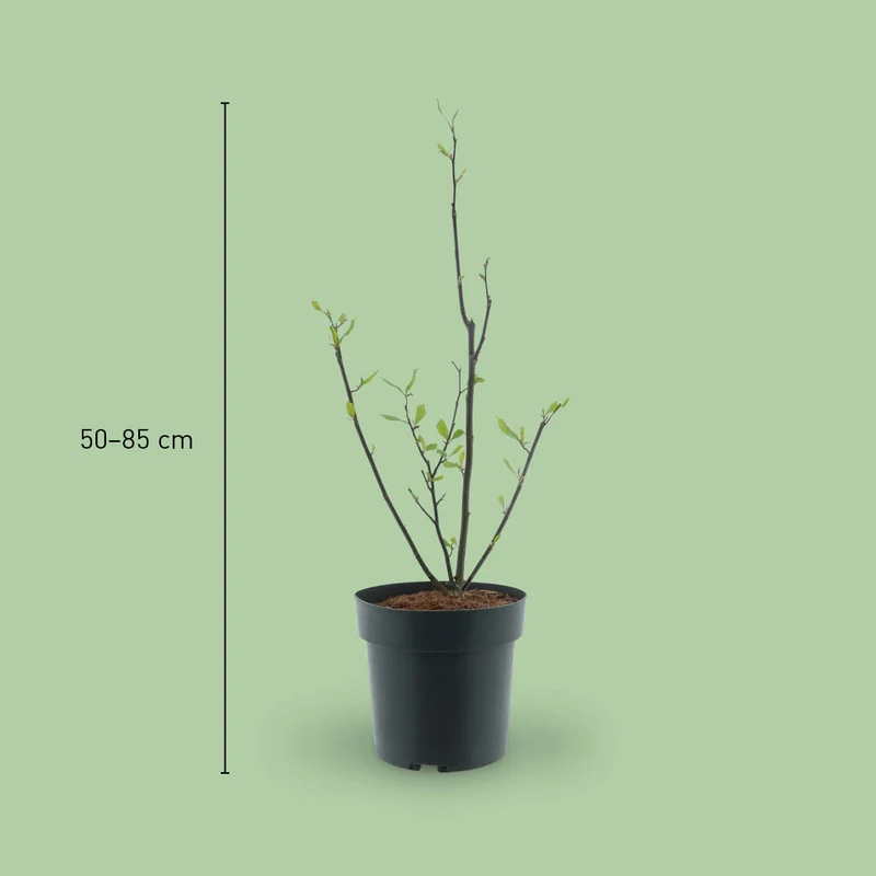 Purpur-Magnolie 'Susan' Purpur