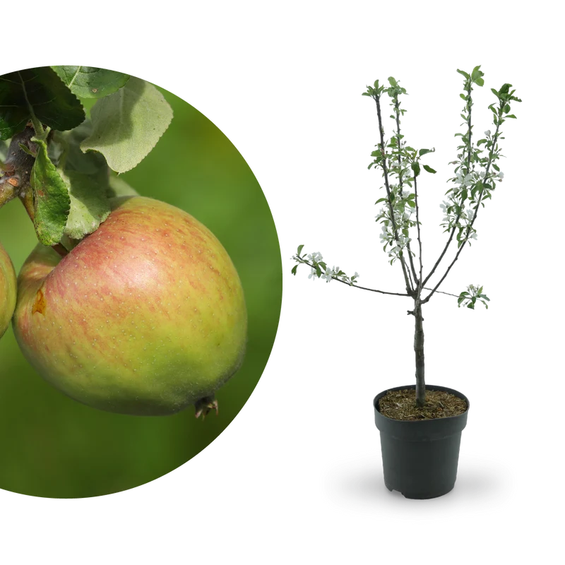 Bio-Zwergapfel 'Delicado'