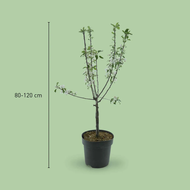 Bio-Zwergapfel 'Delicado'