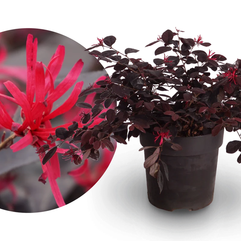 Riemenblüte 'Black Pearl' Pink