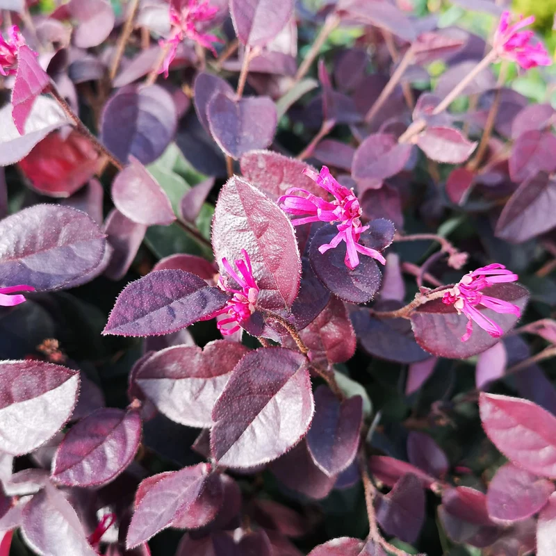 Riemenblüte 'Black Pearl' Pink