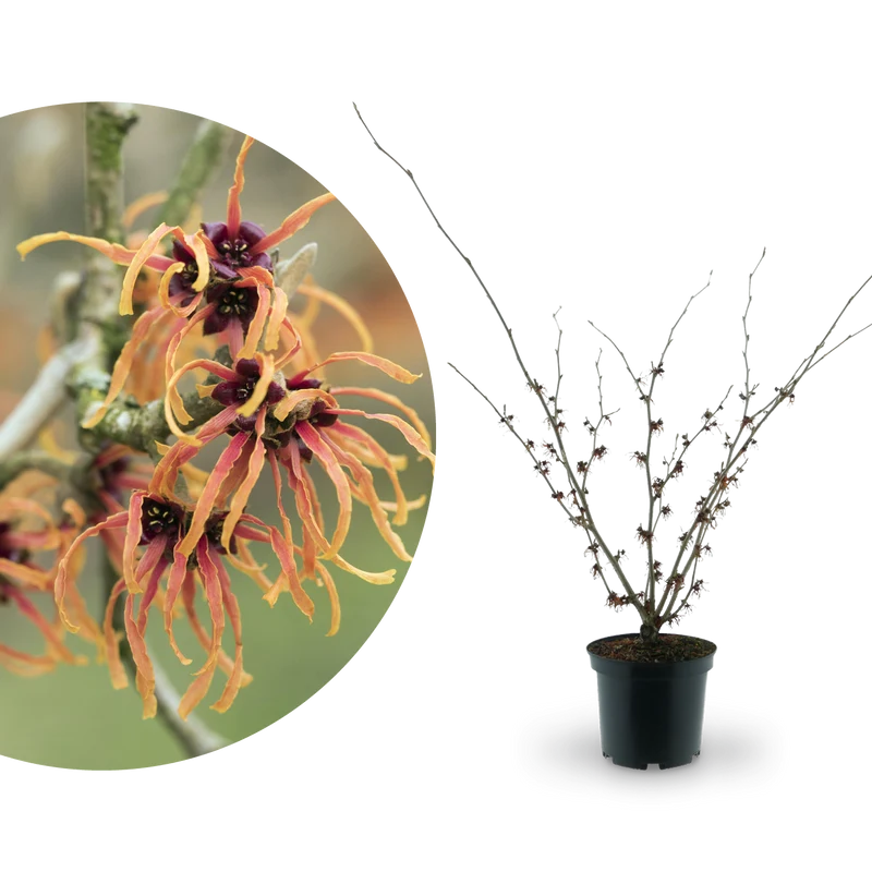 Zaubernuss 'Jelena' Orange