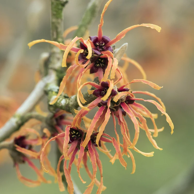 Zaubernuss 'Jelena' Orange