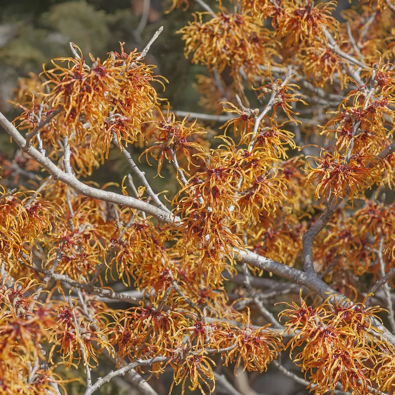 Zaubernuss 'Jelena' Orange