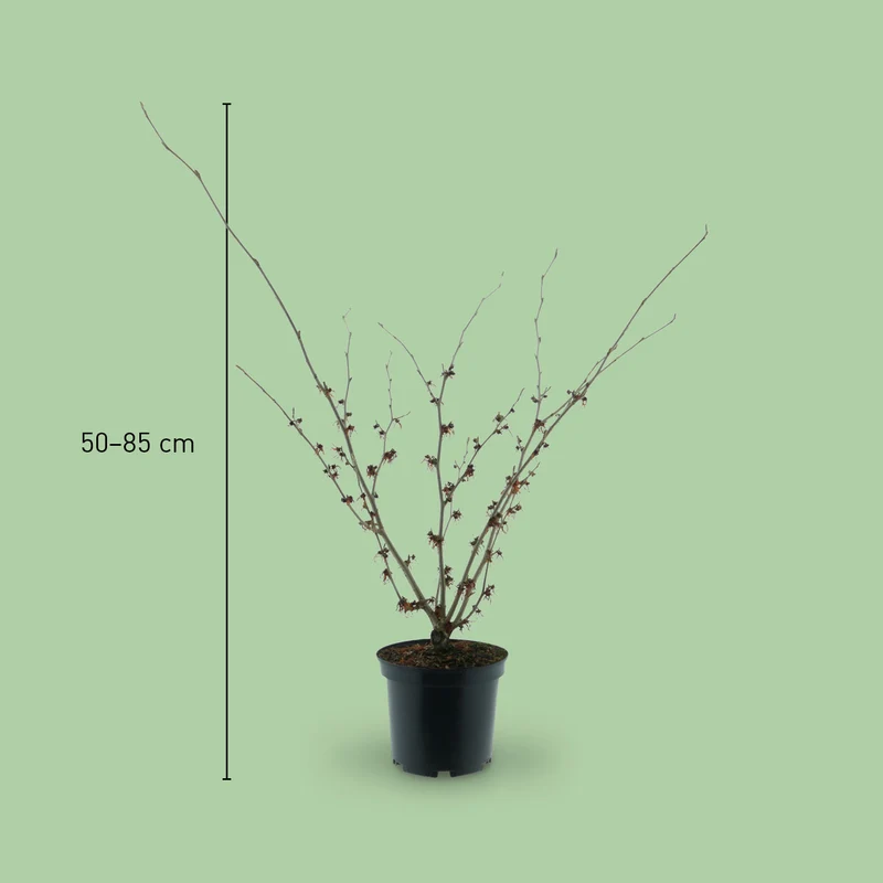 Zaubernuss 'Jelena' Orange