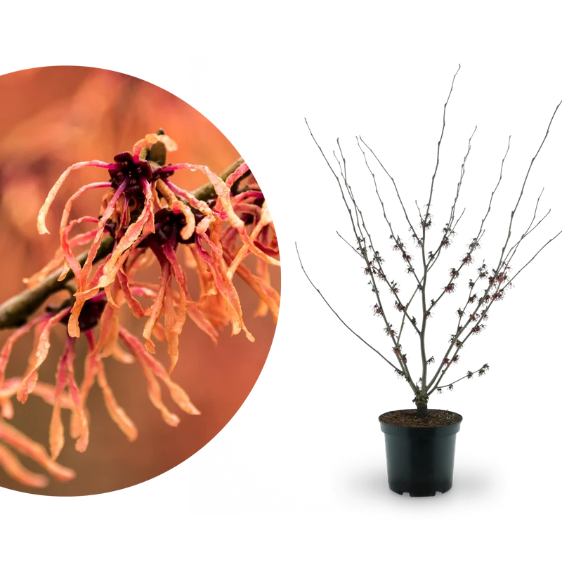 Zaubernuss 'Feuerzauber' Kupferrot