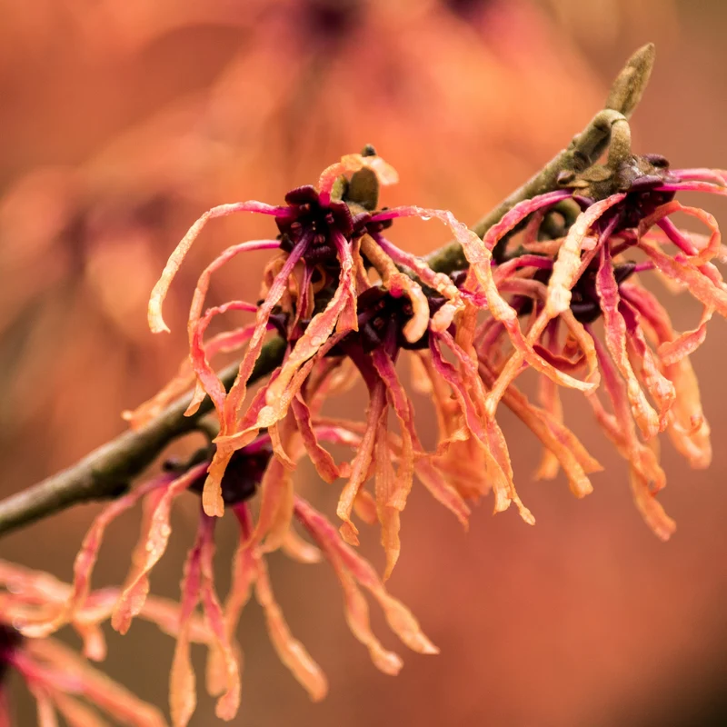 Zaubernuss 'Feuerzauber' Kupferrot