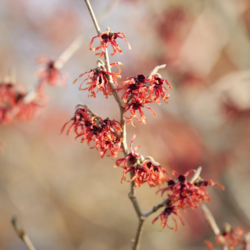 Zaubernuss 'Feuerzauber' Kupferrot