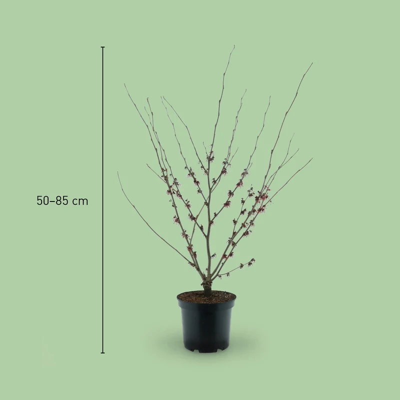 Zaubernuss 'Feuerzauber' Kupferrot