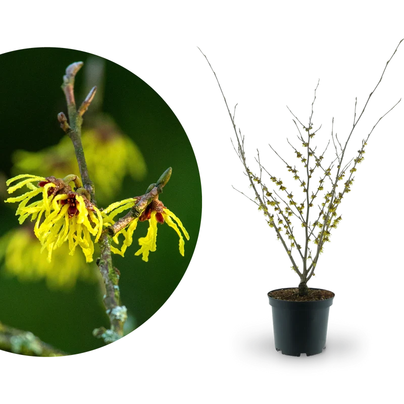 Zaubernuss 'Arnold Promise' Gelb